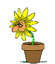 Animationer Blomster 10