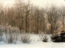 Vinterbillede Fra Skovby