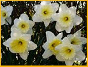 Postkort Blomster 23